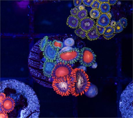 Aussie Mixed Zoas