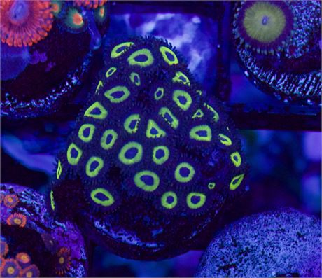 Mean Green Zoa