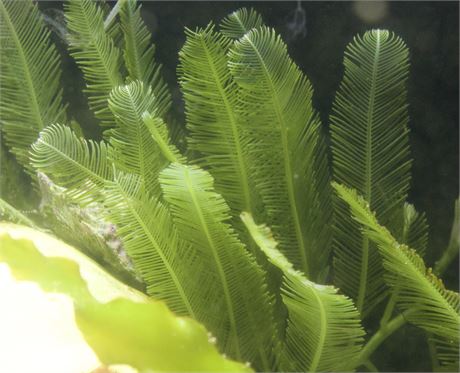 Feather Caulerpa (3-4 feathers)