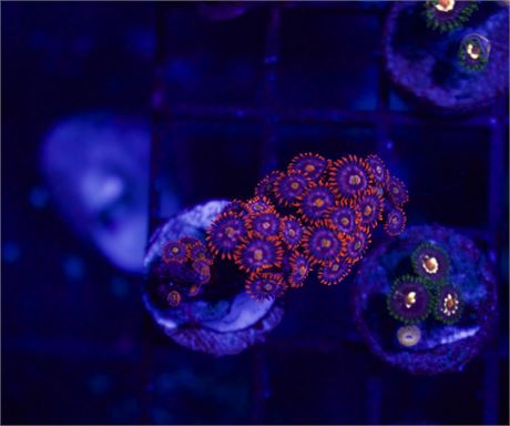 Fire and Ice Zoa