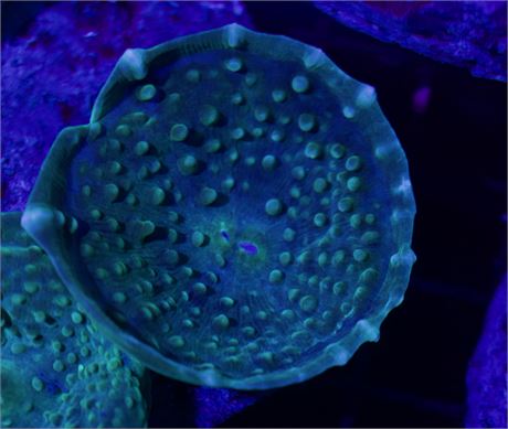 Funky Green Mushroom