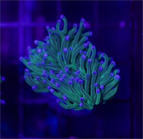 Malaysian Green With Purple Tip