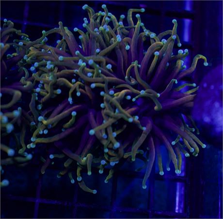 Hellfire Torch (2 heads)