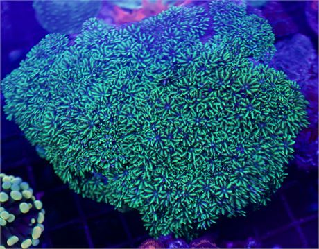 Blue Sympodium Colony