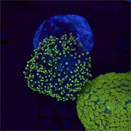 Green Fuzzy Mushroom