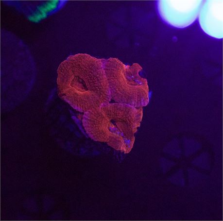 Red Acan