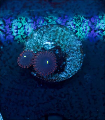 Purple People Eaters