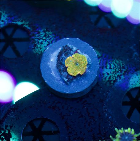 Aussie Tequila Discoma