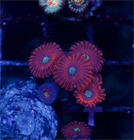 Magician Zoas