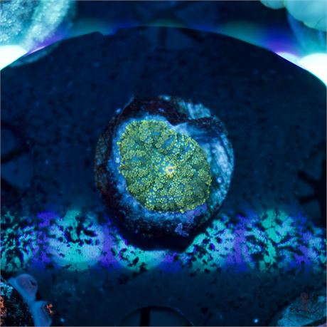 Blue Green Rhodactis