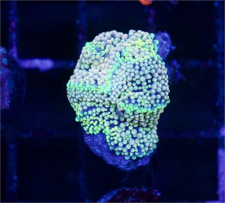 Insane Florida Ricordia