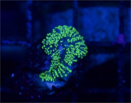 Green Fuzzy Mushroom