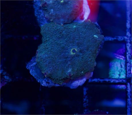Blue Discoma