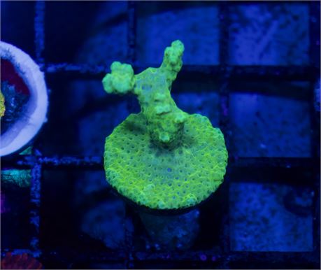 Green Acropora