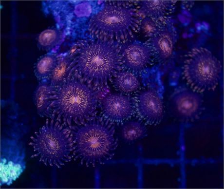 Pandora Zoa Mini Colony Rock