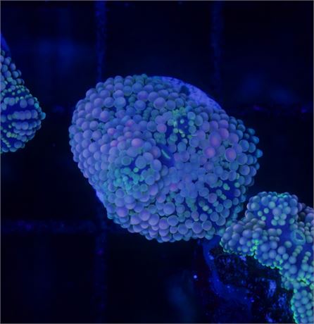 Purple blue Fl Ric