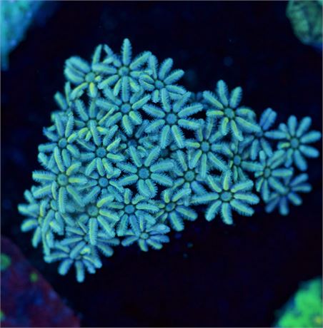 Clove Polyp
