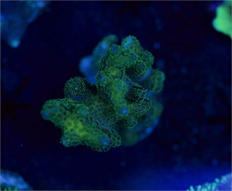 Green Bird's Nest