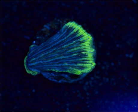 Green Rim Plate Coral