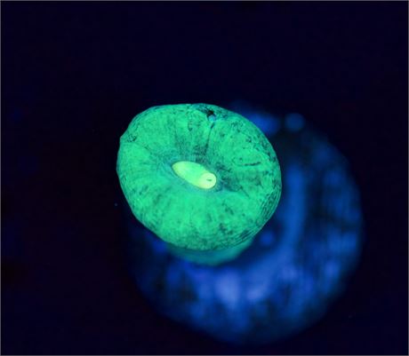 Kryptonite Trumpet