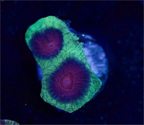Watermelon Favia