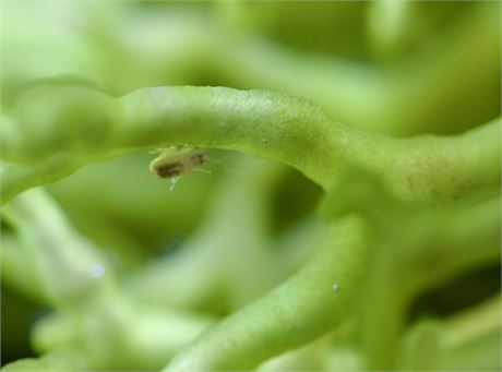 Green Codium (Tennis Ball Size)