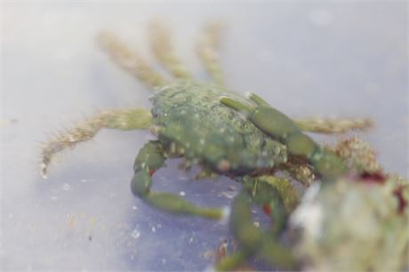 Emerald Crab 3pck