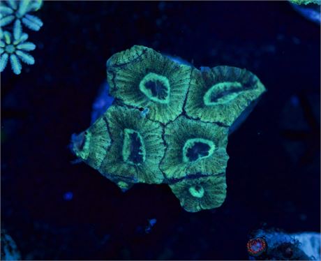 Green Favia