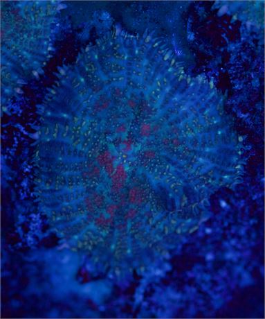 Blue Rhodactis
