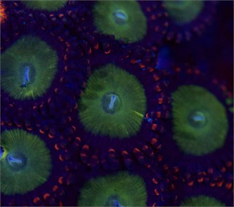 Candy Apple Zoa (3p)
