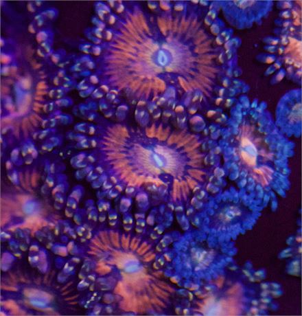 Anti Venom Zoa (4-5p)
