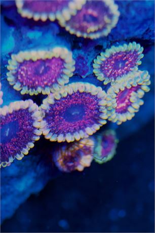 Predator Zoa (2p)