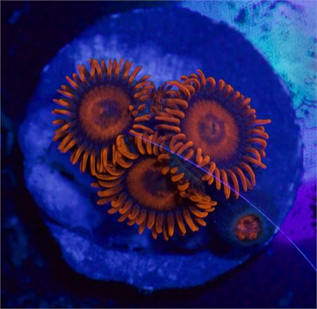 Orange Oxide Zoa