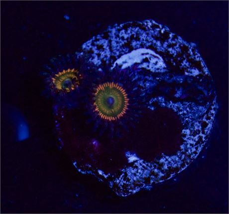 Sunny D Zoa