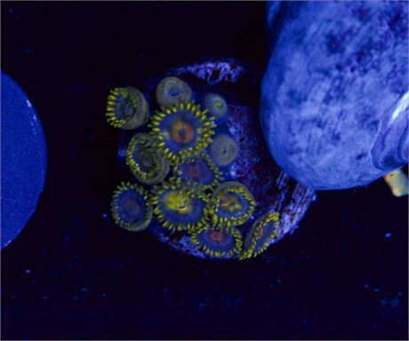 Smurfs Zoas