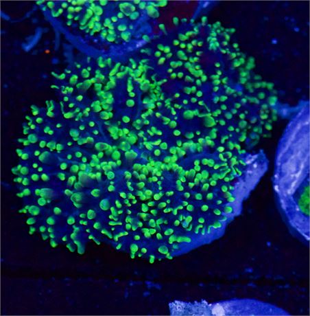 Green Fuzzy Mushroom