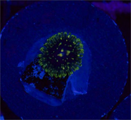 Exosphere Zoa
