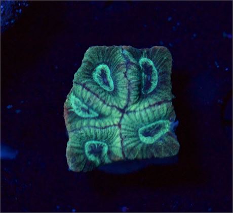 Green Favia