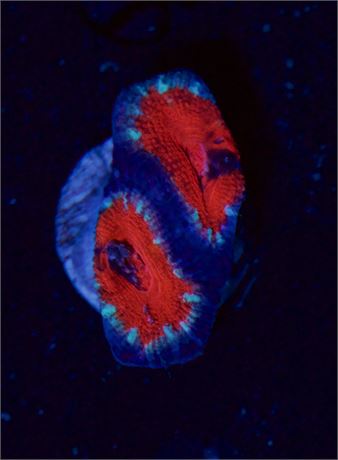 Red Acan