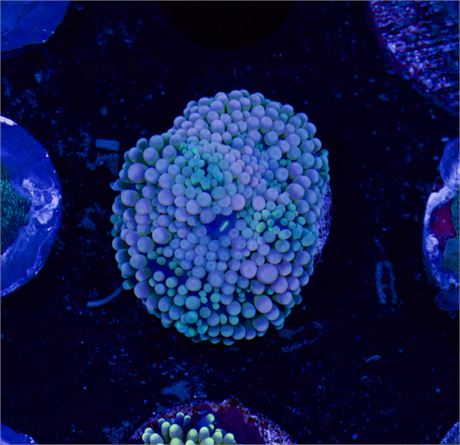 Florida Ricordea