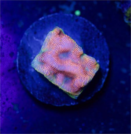 Orange Lepto