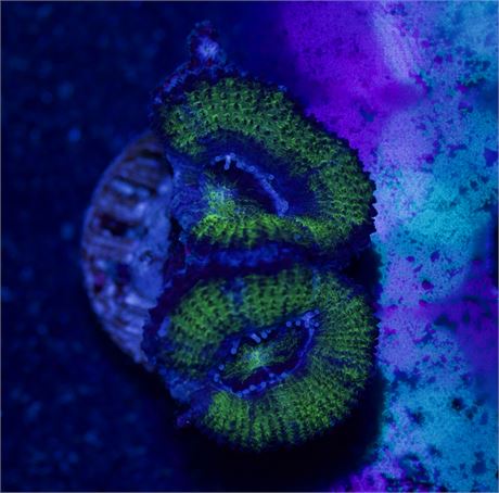 Green Acan