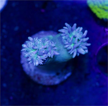 Blue Duncan