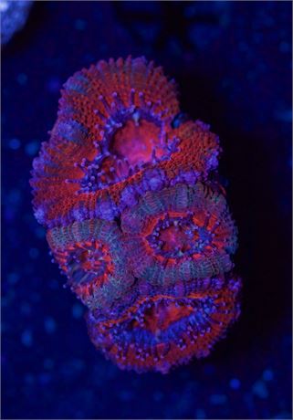 Pink and Red Acan