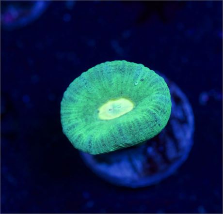 Neon Green Trumpet