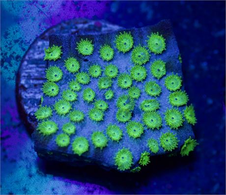 Neon Green Cyphastrea