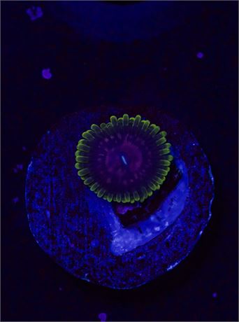 Scarlet Fever Zoa