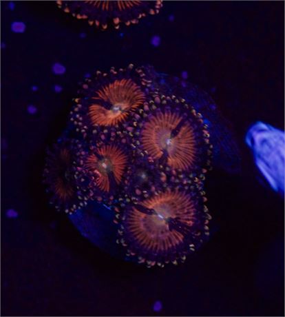 Alien Anti Venom Zoa