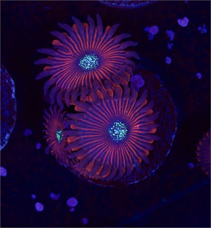 Magician Zoas