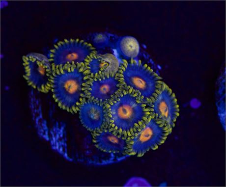 Blow Pop Zoa